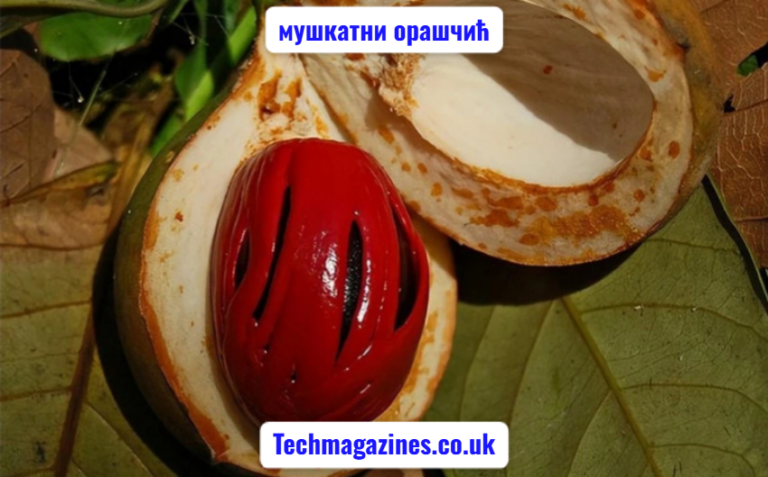 мушкатни орашчић